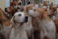 Sfora angielskich foxhoundów w hodowli