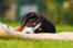 Wspaniały mały szczeniak psa górskieGo entlebuchera leżący na trawie