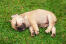 Niesamowity mały szczeniak buldoga francuskieGo śpiący na trawie
