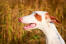 Pies Gończy ibizański o opływowych uszach i wilGotnym nosie
