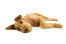 Odpoczywający irish terrier, cieszący się czasem spędzonym na podłodze