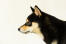 Profil japońskieGo psa shiba inu z długim spiczastym nosem i wysokimi, ostrymi uszami