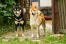 Dwa zdrowe dorosłe japońskie shiba inus stojące razem na wysokim poziomie