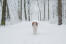 Zdrowy dorosły kooikerhondje uprawiający gimnastykę w Snow