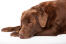 Dojrzały czekoladowy labrador odpoczywający na podłodze