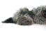 A GorGeous laGotto szczeniak romagnolo wyglądający przez swoje gęste futro