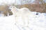 Oszałamiający owczarek marema na zewnątrz Snow