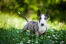 Młody miniaturowy bull terrier z dużymi, pięknymi spiczastymi uszami