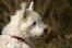 Uroczy mały norwich terrier o gęstej białej sierści i szpiczastych uszach