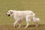 Spacerujący pirenejski pies górski, o długiej, gęstej, białej sierści