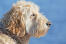Zbliżenie pięknej, niechlujnej brody psa rasy soft coated wheaten terrier