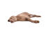 Odpoczywający młody weimaraner rozciągający się na podłodze