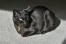 Kot mandalay skulony na dywanie