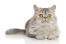 Kot perski pewter leżący na białym tle