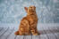 Czerwony amerykański dłuGowłosy bobtail kot siedzący patrzący w górę