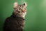 Czujny i szeroko otwarty kot american curl na zielonym tle