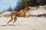 Atletyczny pies azawakh biegnący po plaży