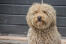 Barbet pies z Golden curly coat siedzący oczekujący na instrukcje