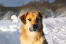 ChiNook twarz psa z bliska w Snow