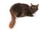 DłuGowłosy czekoladowy kot orientalny z długim krzaczastym oGonem leżący na białym tle