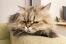 Golden kot perski odpoczywający na ramieniu sofy