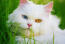 Kot perski o dziwnych oczach w zbliżeniu w trawie