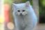 Dziwny perski kot na spacerze