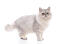 Srebrny tabby perski kot stojący przed białym tłem