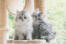 Dwa srebrne tabby perskie kocięta siedzące na drzewie dla kotów