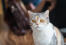 Kot american wirehair z uderzającymi bursztynowymi oczami