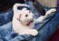 Biały ukranian levkoy kot w niebieskim łóżku dla kota