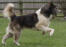 Pies rasy kanadyjski eskimos biegnący w zabawie