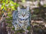 Kot góralski z wielopalczastymi łapami
