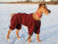 Piękny, wysoki irish terrier w czerwonym płaszczu, aby było mu ciepło