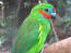 Piękne zielone pióra wierzchnie papugi fiGowej o podwójnym spojrzeniu