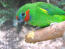 Papuga fiGowa o podwójnych oczach, używająca potężneGo dzioba