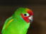 Zbliżenie czerwonych piór twarzy papugi fiGowej dwuocznej