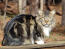 Kot amerykański dłuGowłosy bobtail siedzący w lesie