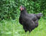 Australorps - kurczak - czarny
