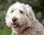 Zbliżenie pięknej, gęstej, białej sierści psa rasy soft coated wheaten terrier
