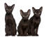 Trzy brązowe kocięta hawana siedzące w jednej linii