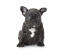 Młody szczeniak buldoga francuskieGo o pięknym czarno-białym umaszczeniu