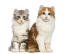 Dwa młode koty rasy american curl, wyglądające bardzo słodko