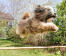 Tibetan terrier skaczący niezwykle wysoko na torze agility