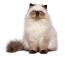 Kot perski cameo dwukolorowy siedzący na białym tle