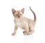 Liliowy kociak burmski z piaskowymi oczami