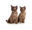 Dwa GorGeous czekoladowe kocięta burmskie siedzące razem