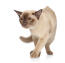 Piękny szampański kot burmski z bursztynowymi oczami