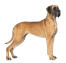 Piękny pies stojący wysoko, prezentujący swoje niesamowite, wysokie, muskularne ciało