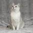 Uroczy kot azjatycki burmilla z białą klatką piersiową i zielonymi oczami